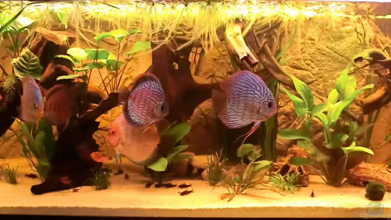 25.10.2012 mit der kompletten Bande von Steven Tumma (1)