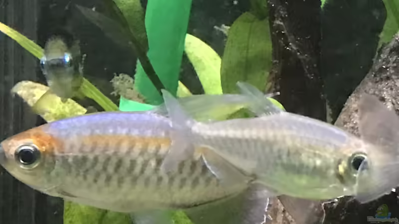 25.10.2022 Phenacogrammus interruptus bei der Balz von herkla (47)