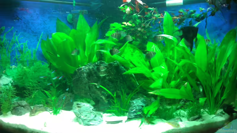 25.11.12 von Malphite (3)