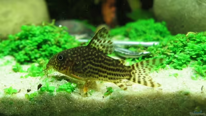 25.11.2007: Corydoras sterbai - Orange-Schönflossenpanzerwels  von Steffen L. (34)