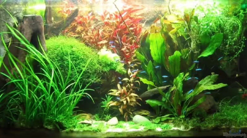 25.11.2007: Gesamtansicht mit beiden Leuchtbalken von Steffen L. (1)