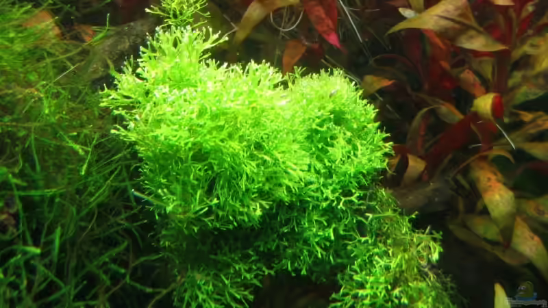 25.11.2007: Riccia fluitans - Teichlebermoos von Steffen L. (12)