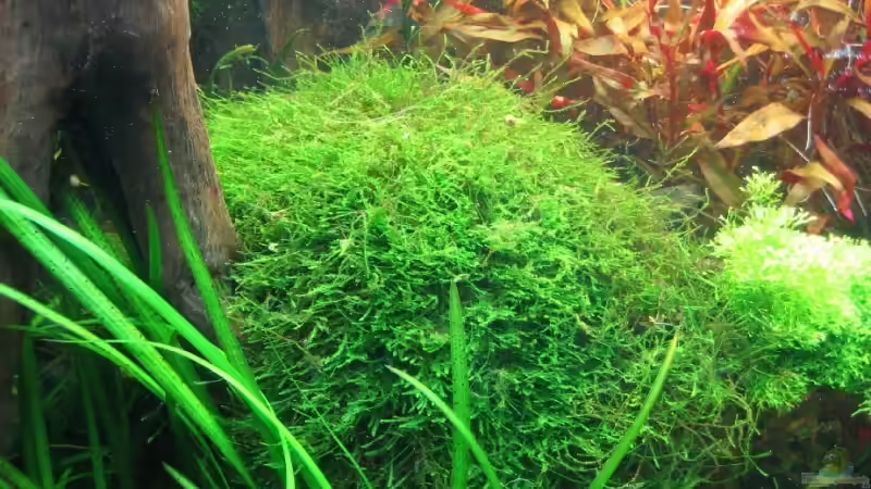 25.11.2007: Vesicularia dubyana - Javamoos von Steffen L. (11)