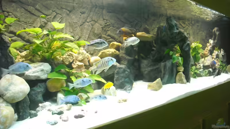 25.11.2010 - Jetzt sind alle Steine im Becken von Herbert (29)