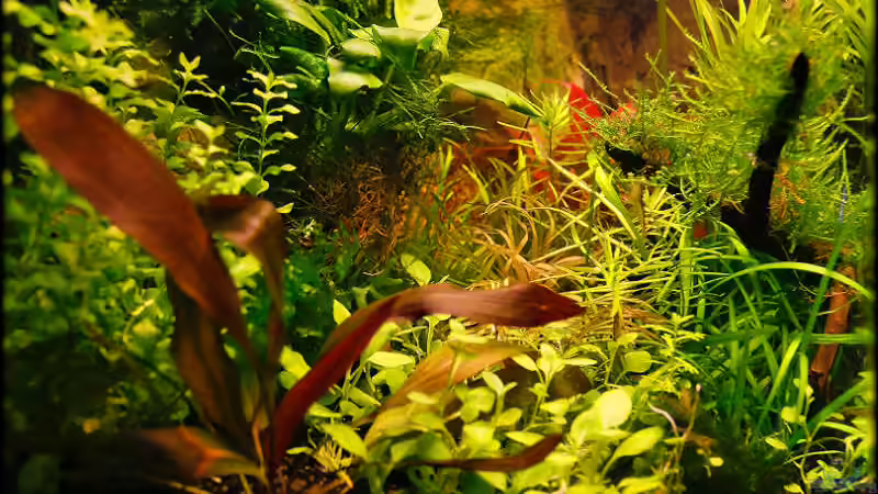 25.12.2010 von Ralf64 (15)