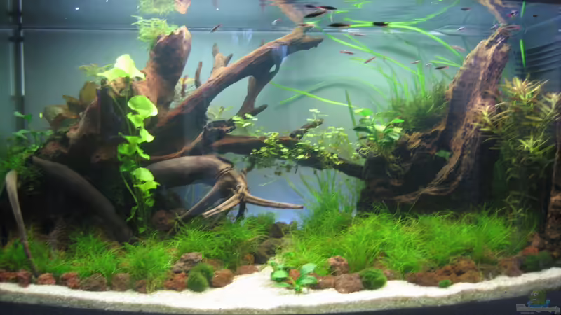 25.12.2013 von GIDDI (6)