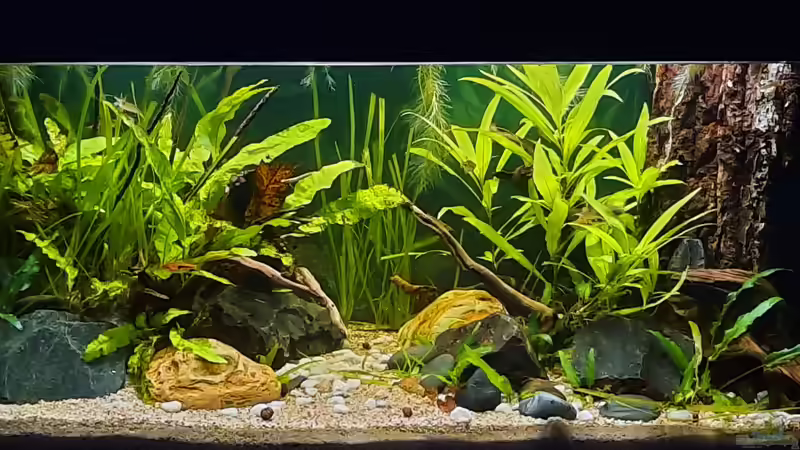 25.12.2020 Bisher hält der Kork problemlos von okefenokee (27)