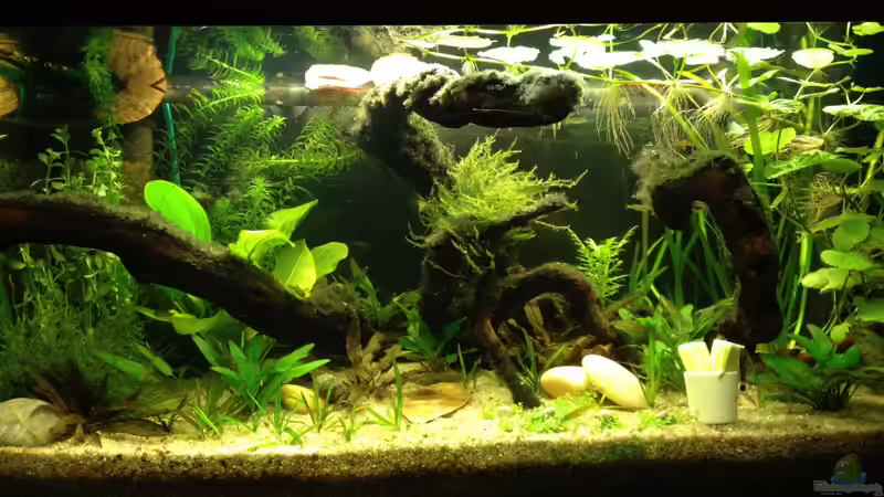 25.2.12 von Andrea Rüter (11)