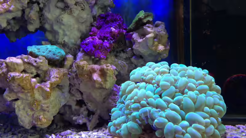 25.2.13 von Mosi (7)