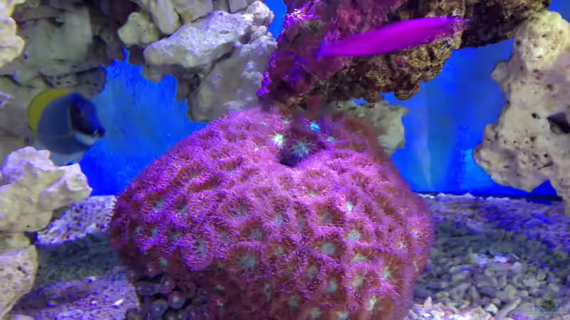 25.2.13 von Mosi (8)