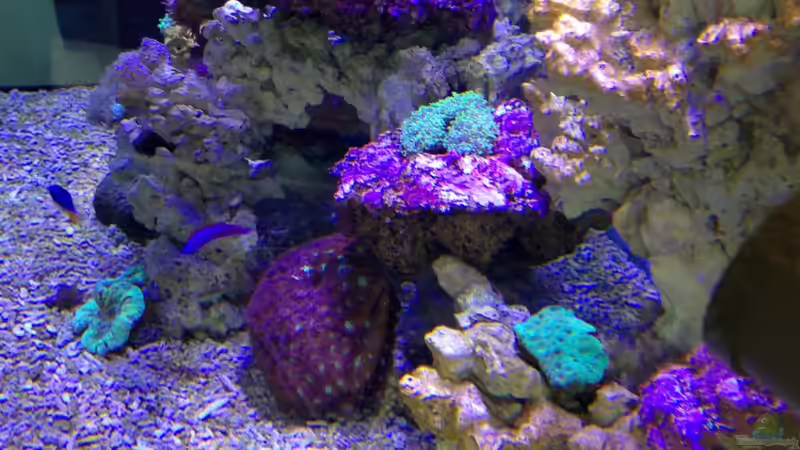 25.2.13 von Mosi (9)