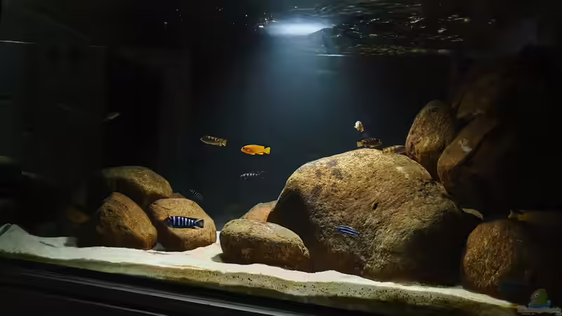 25.3.21 von Aqua fan (1)