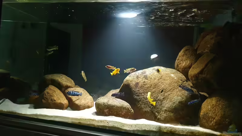 25.3.21 von Aqua fan (11)