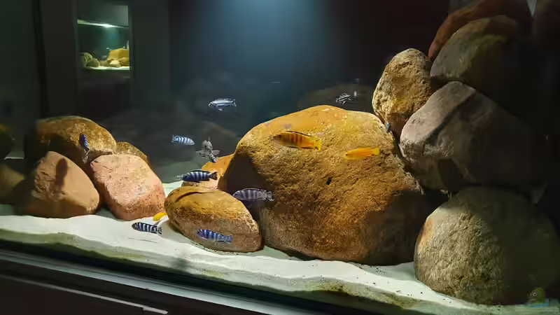 25.3.21 von Aqua fan (12)