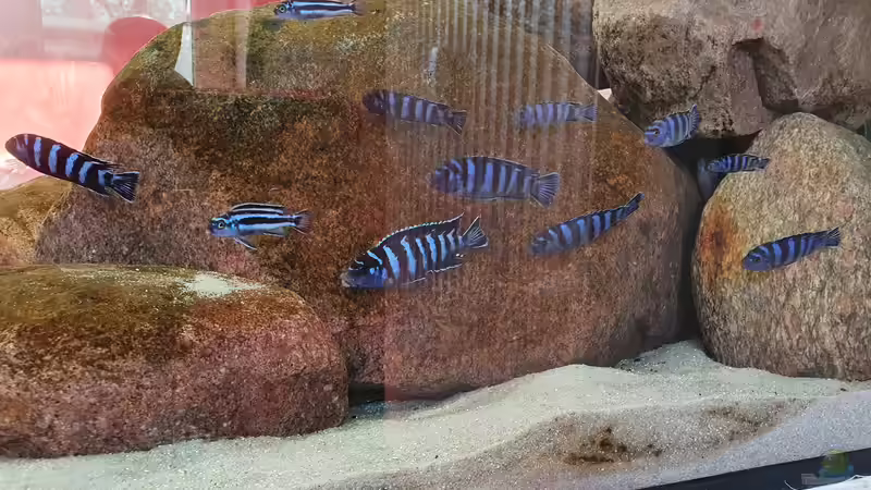 25.3.21 von Aqua fan (13)