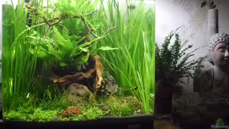 25.5.2010 mit neuer Wurzel von Mats (7)