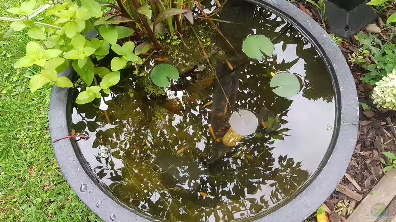 25 L Miniteich mit Medaka von Maggie