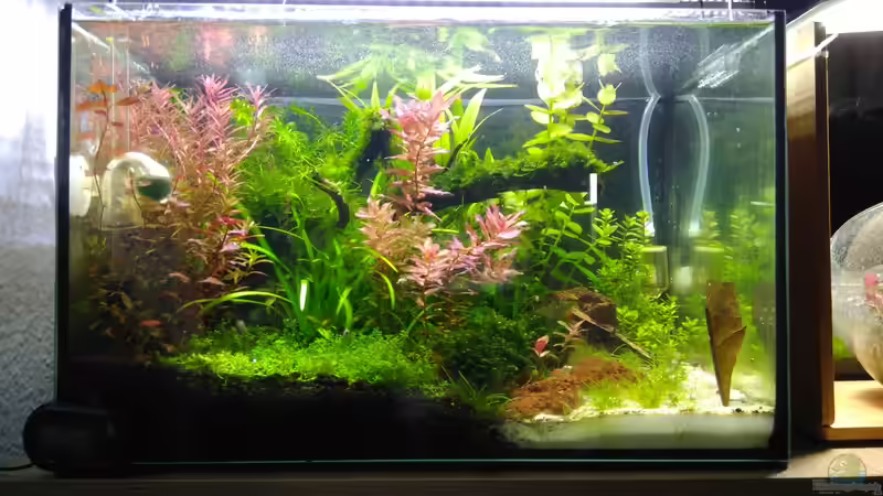 25 Liter Floatglas-Aquarium mit Red Fire Garnelen  von Shiro13 (1)