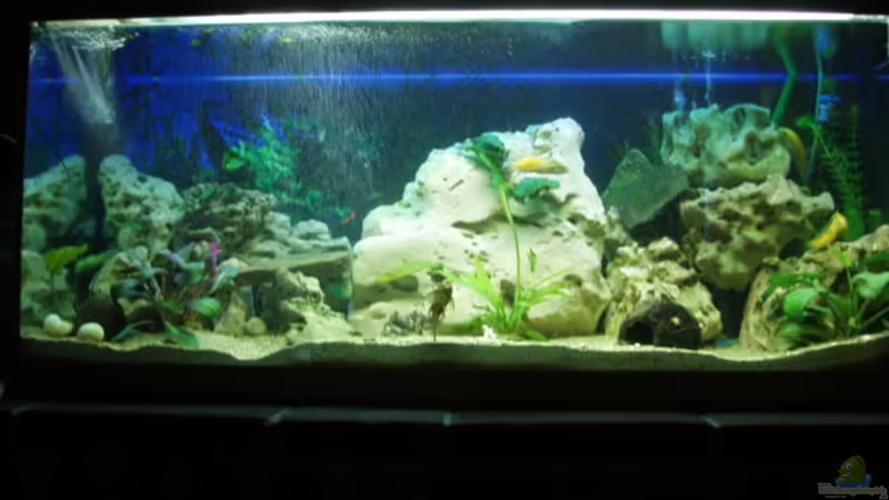 250 Liter Becken von Michael Messenlehner (1)