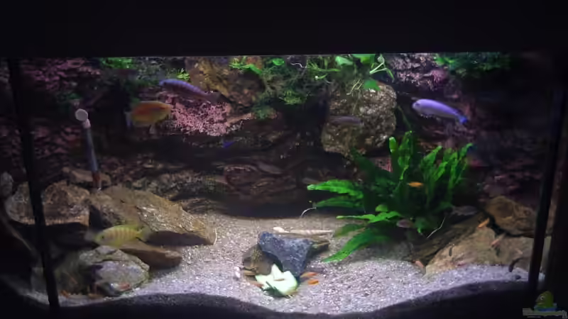 250 Liter Malawi alt von David Gläs (2)