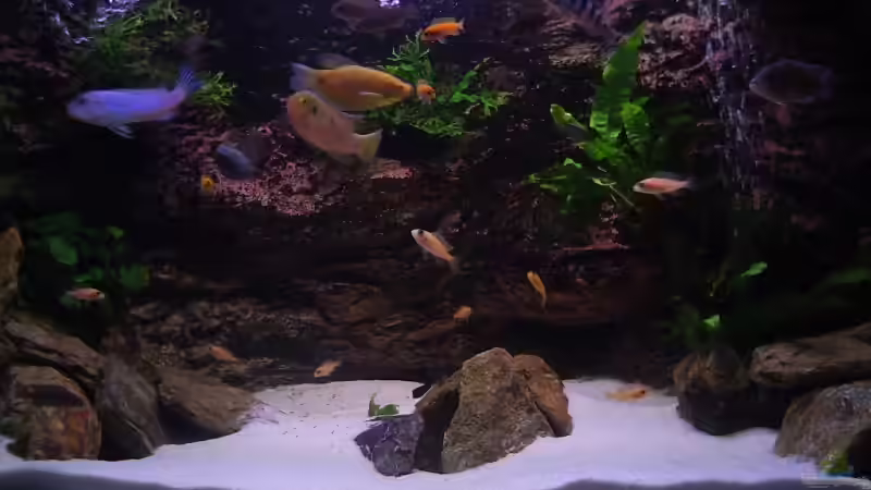 250L Becken Malawi neu von David Gläs (3)