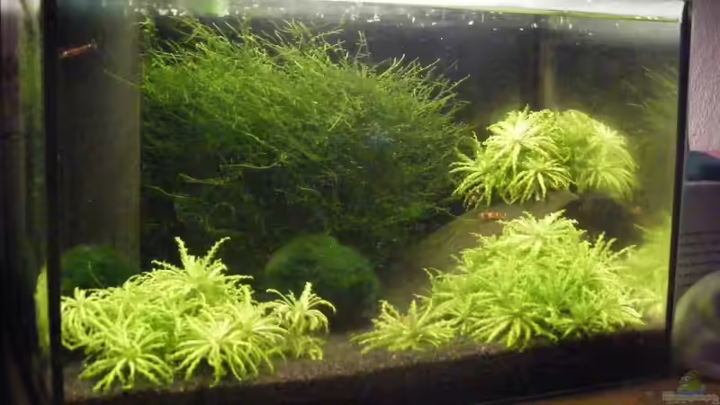 25l becken Gesamtansicht