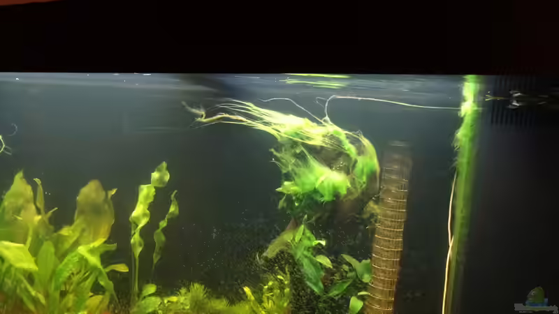 26. Fadenalgen von coachdriver_uwe (27)