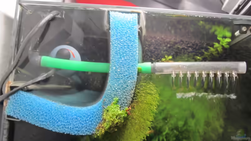 26.01.13 HMF mit Bewuchs (Perlkraut und Ricca) von Gonnos (15)