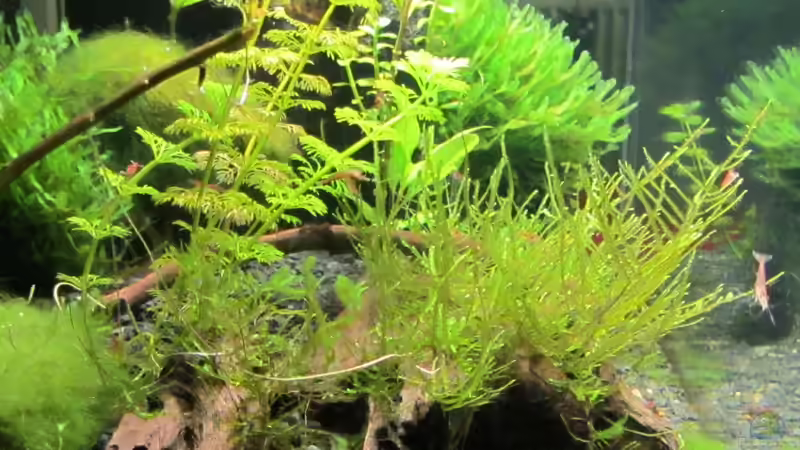 26.01.13 Seiteneinblick von Gonnos (8)