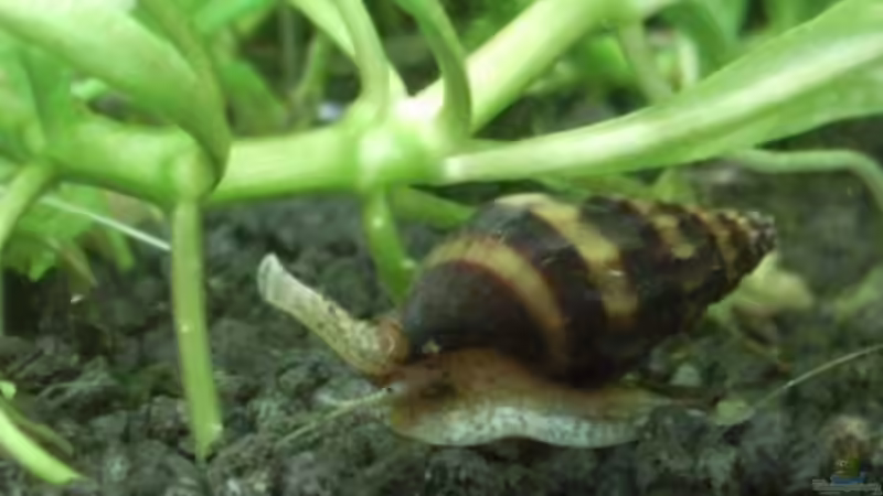 26.01.2010 RTDS Haut nah von lützkopf (51)