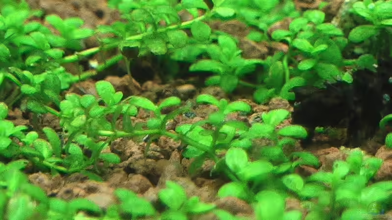 26.01.2011 HCC von *Lucie* (16)