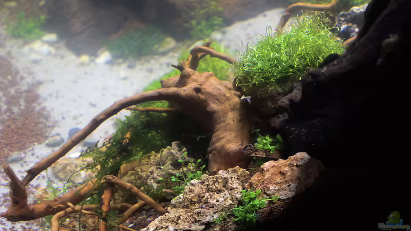 26.01.2015 von der Seite von SouthAmerica (16)