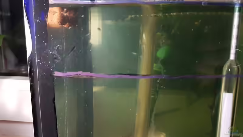 26.01.2019, hoffe die Population kommt mit den Paar in gang von Kevin Engelsberger (24)