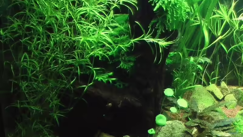 26.02.2011 von *Lucie* (6)