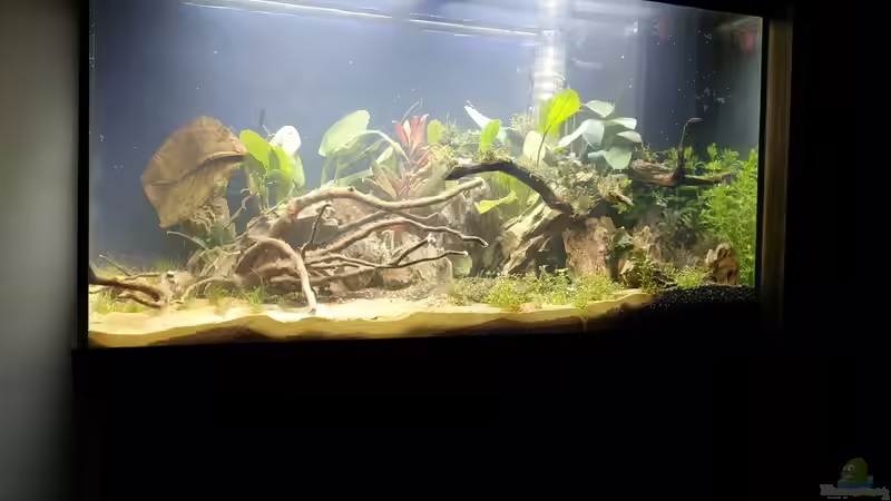 26.02.2019 / erste Woche / Umbau und neue Pflanzen von Wall-E (2)