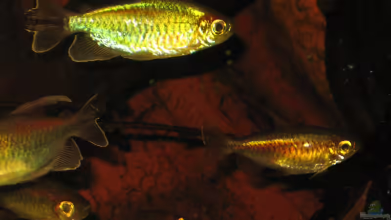 26.03.12 Oben Kongo Männchen von Alex S (30)