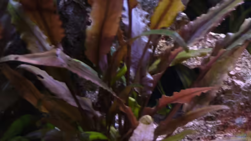 26.03.12 Pflanze? linke Seite  von Sunnyboy_72 (11)