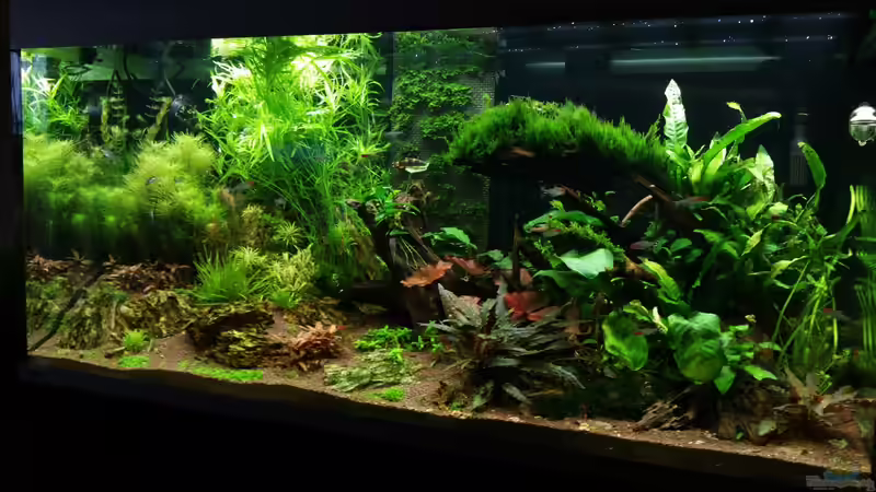 26.03.16 neues Hauptbild von foxi (9)