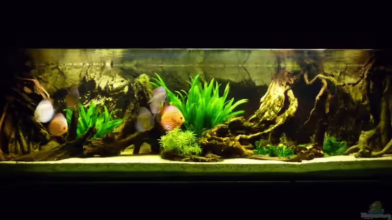 26.03.2011 von carkl (5)