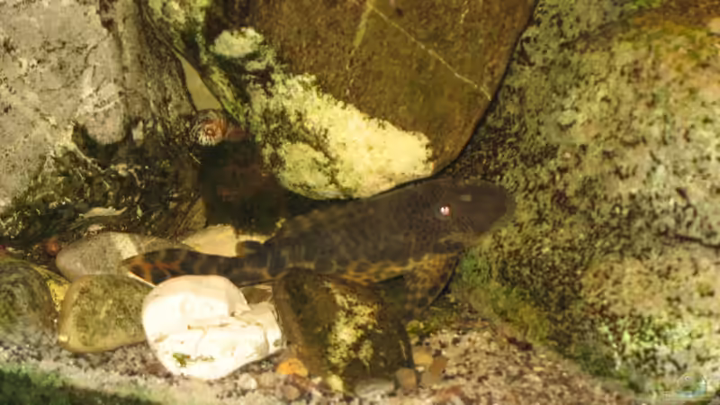 26.03.2014: l147 Kopfpunkttrugschilderwels von der Theoretiker (67)