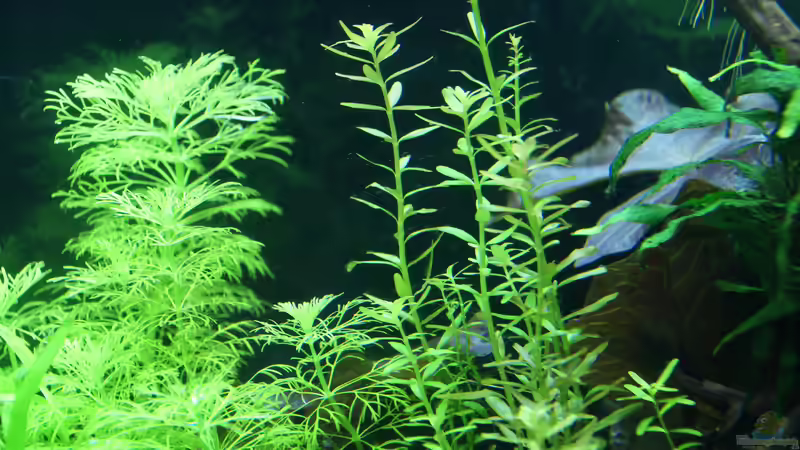 26.04.15 von Aniram (4)