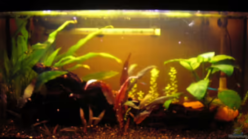 26.04.2012 von Südamerikafreak BK (12)