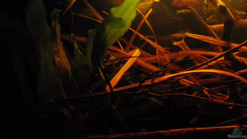 26.04.2015 Echinodorus ´rose´ linke Seite von der Theoretiker (20)