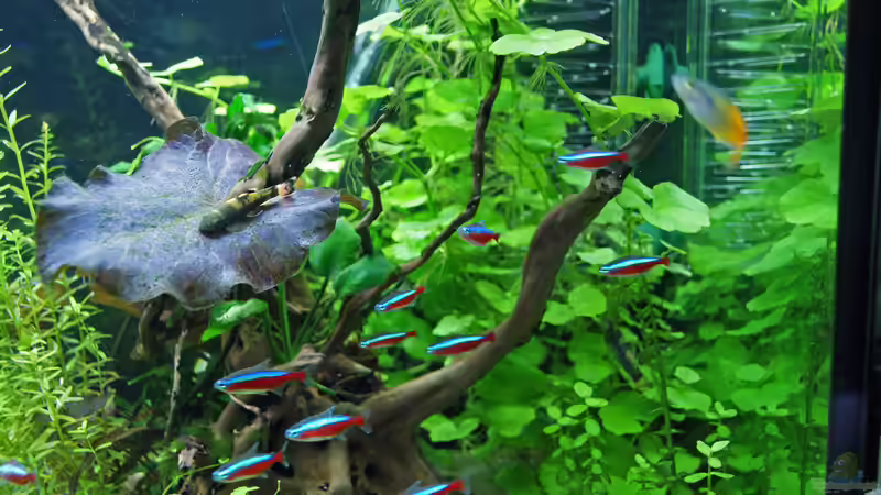 26.04.2015 von Aniram (16)