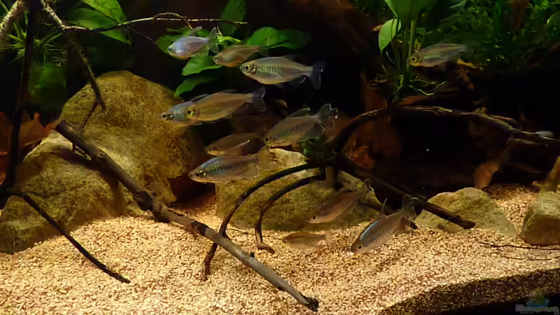 *26.05.2013* von lützkopf (50)