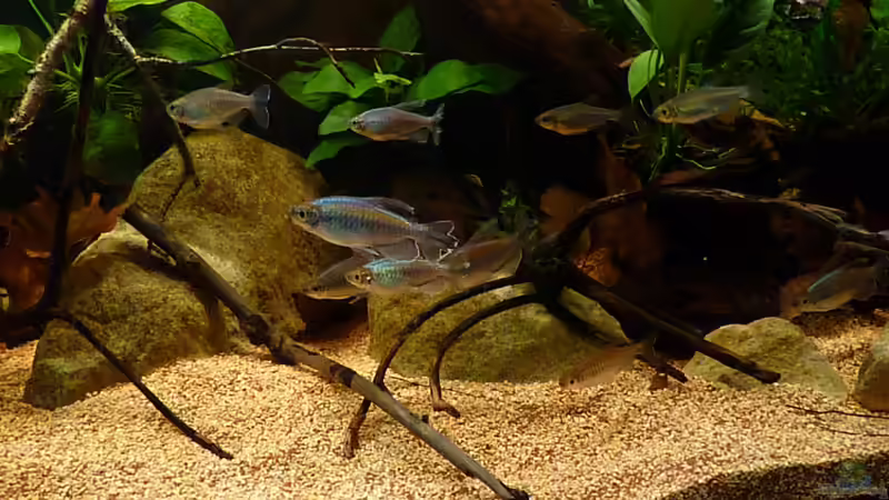 *26.05.2013* von lützkopf (51)