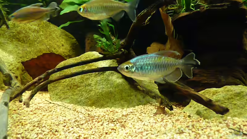 *26.05.2013* von lützkopf (52)