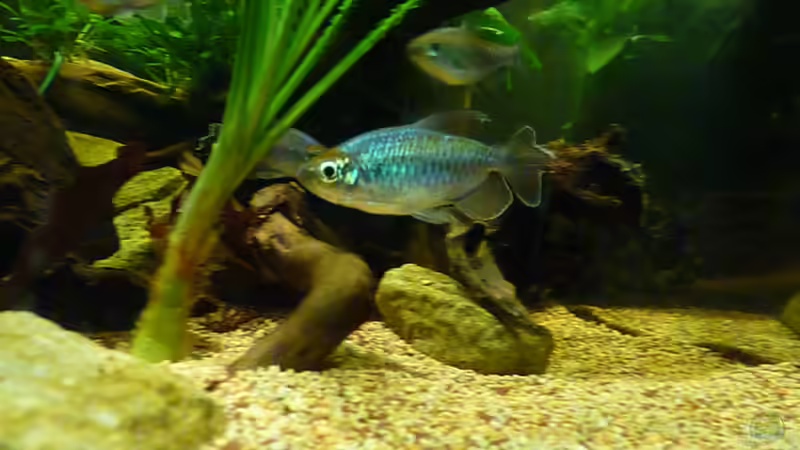 *26.05.2013* von lützkopf (53)