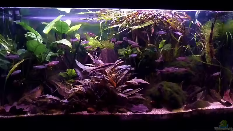 26.05.2014 von Aquajonas (7)