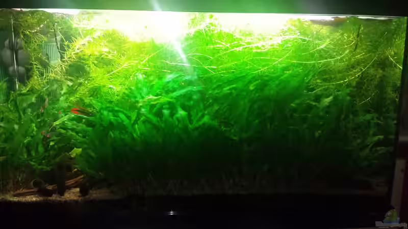 26.05.2015 von JohnnyWishbone (8)